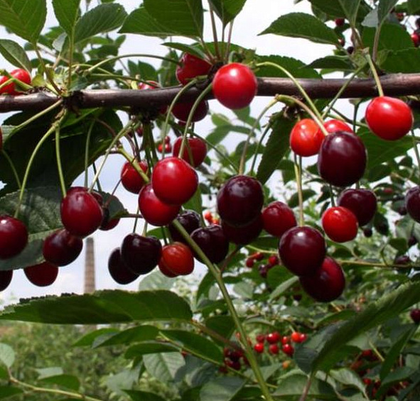 Черешня 'Радица'